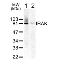 IRAK-1 antibody (pAb) - MyBio Ireland - Active Motif