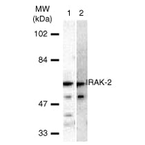 IRAK-2 antibody (pAb) - MyBio Ireland - Active Motif