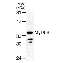 MyD88 antibody (pAb) - MyBio Ireland - Active Motif