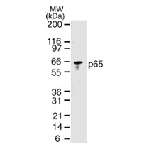 NFκB p65 antibody (mAb) - MyBio Ireland - Active Motif