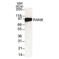 RANK antibody (mAb) - MyBio Ireland - Active Motif