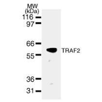 TRAF2 antibody (mAb) - MyBio Ireland - Active Motif