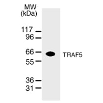TRAF5 antibody (mAb) - MyBio Ireland - Active Motif