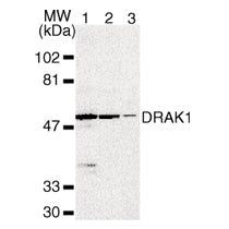 DRAK1 antibody (pAb) - MyBio Ireland - Active Motif
