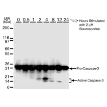 Caspase-3 antibody (mAb) - MyBio Ireland - Active Motif