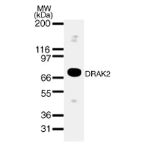 DRAK2 antibody (pAb) - MyBio Ireland - Active Motif