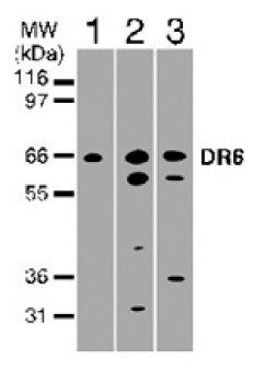 DR6 antibody (pAb) - MyBio Ireland - Active Motif