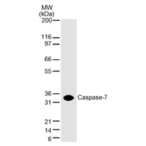 Caspase-7 antibody (mAb) - MyBio Ireland - Active Motif