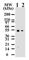 Caspase-8 antibody (mAb) - MyBio Ireland - Active Motif