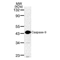 Caspase-9 antibody (pAb) (Pro-form) - MyBio Ireland - Active Motif
