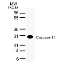 Caspase-14 antibody (mAb) - MyBio Ireland - Active Motif