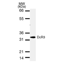 DcR3 antibody (mAb) - MyBio Ireland - Active Motif