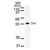 DR4 antibody (mAb) - MyBio Ireland - Active Motif