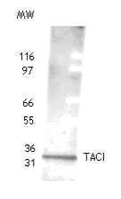 TACI antibody (pAb) - MyBio Ireland - Active Motif