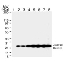 D4-GDI antibody (mAb) - MyBio Ireland - Active Motif