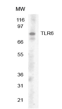 TLR6 antibody (mAb) - MyBio Ireland - Active Motif
