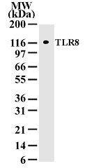 TLR8 antibody (mAb) - MyBio Ireland - Active Motif
