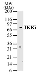 IKKi/IKKε antibody (pAb) - MyBio Ireland - Active Motif