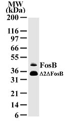 FosB antibody (mAb) - MyBio Ireland - Active Motif