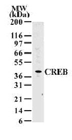 CREB antibody (mAb) - MyBio Ireland - Active Motif