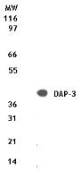 DAP-3 antibody (mAb) - MyBio Ireland - Active Motif