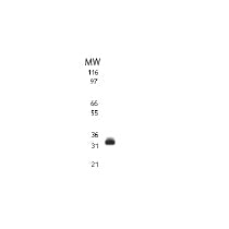 TRAIL antibody (mAb) - MyBio Ireland - Active Motif
