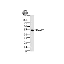 HDAC3 antibody (pAb) - MyBio Ireland - Active Motif