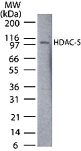 HDAC5 antibody (pAb) - MyBio Ireland - Active Motif