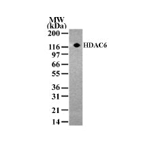 HDAC6 antibody (pAb) - MyBio Ireland - Active Motif