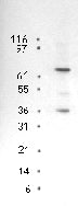 p73 antibody (mAb) - MyBio Ireland - Active Motif