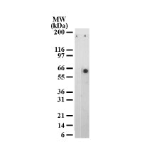 ATF-2 phospho Thr71 antibody (mAb) - MyBio Ireland - Active Motif