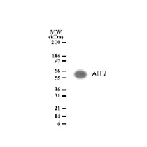 ATF-2 antibody (pAb) - MyBio Ireland - Active Motif