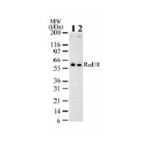 Rad18 antibody (mAb) - MyBio Ireland - Active Motif