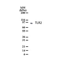 TLR2 antibody (pAb) - MyBio Ireland - Active Motif