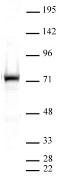 PRMT5 antibody (pAb) - MyBio Ireland - Active Motif