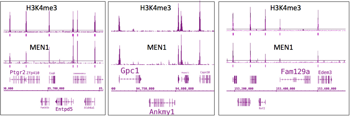 Menin antibody (pAb), sample - MyBio Ireland - Active Motif