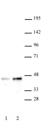 SET8 / PR-SET7 antibody (pAb), sample - MyBio Ireland - Active Motif