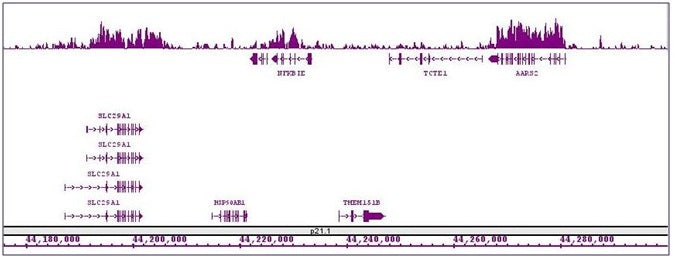 Histone H3K27me1 antibody (mAb) - MyBio Ireland - Active Motif