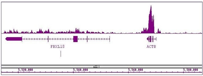 Histone H3K36me3 antibody (mAb) - MyBio Ireland - Active Motif