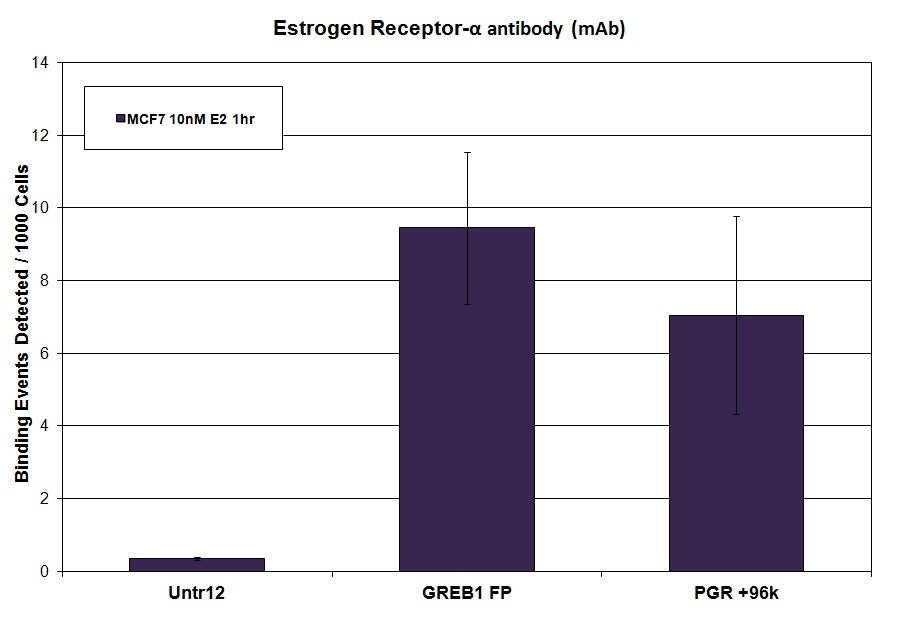 Estrogen Receptor α antibody (mAb) - MyBio Ireland - Active Motif