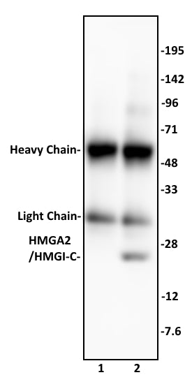 HMGA2 / HMGI-C antibody (pAb), sample - MyBio Ireland - Active Motif