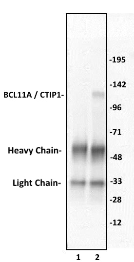 BCL11A / CTIP1 antibody (pAb) - MyBio Ireland - Active Motif