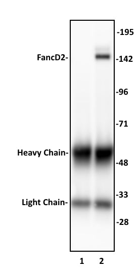 FancD2 antibody (pAb), sample - MyBio Ireland - Active Motif