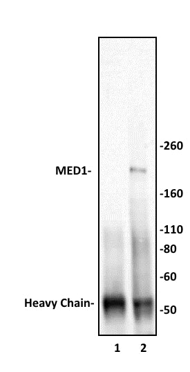 MED1 antibody (pAb), sample - MyBio Ireland - Active Motif