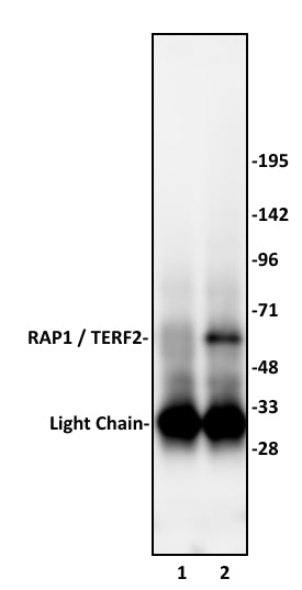 RAP1 / TERF2IP antibody (pAb), sample - MyBio Ireland - Active Motif