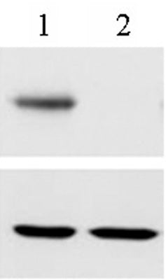 RBPJ antibody (mAb), sample - MyBio Ireland - Active Motif