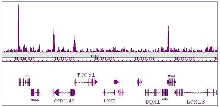 KLF5 antibody (pAb) - MyBio Ireland - Active Motif