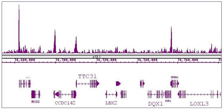 KLF5 antibody (pAb), sample - MyBio Ireland - Active Motif