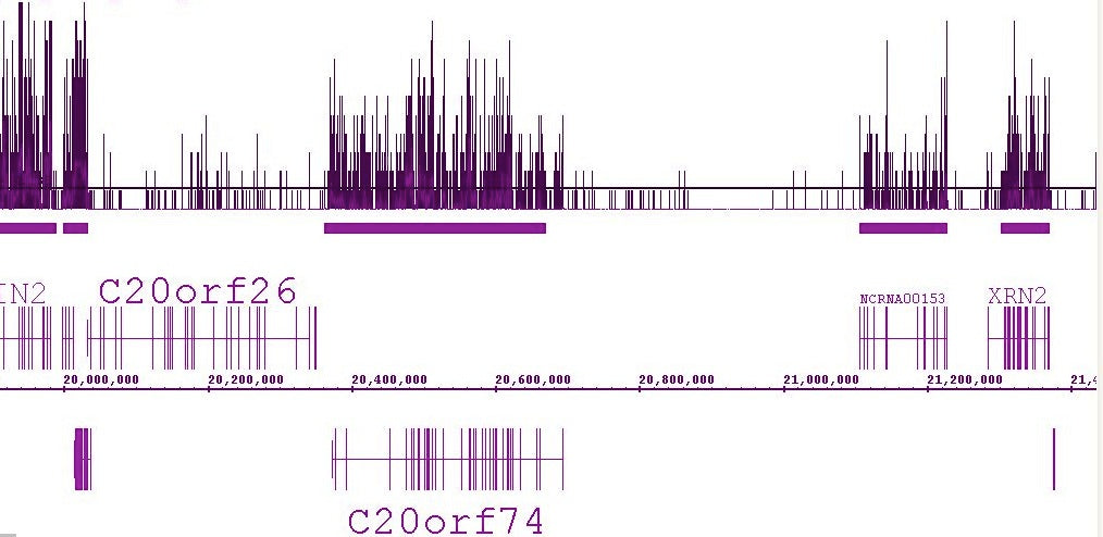 Histone H3K36me3 antibody (pAb), sample - MyBio Ireland - Active Motif
