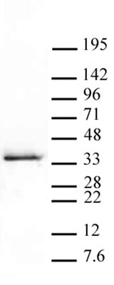 Histone H1.5S17ph antibody (pAb) - MyBio Ireland - Active Motif